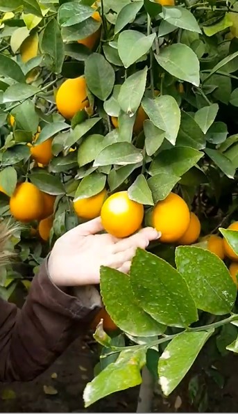 Как скрестить лимон Как скрестить лимон